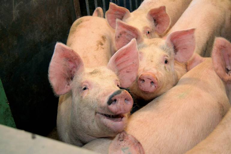 Ver-Pensar- Actuar:optimice los resultados utilizando las señales que le dan los cerdos